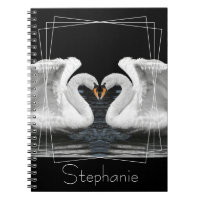 Mute White Swan Miroir Image Animal Photographie