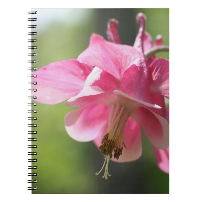 Carnet naturel de la fleur de Colombine rose (Devant)