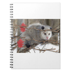 Carnet naturel d'Opossum