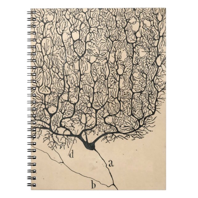 Carnet Neuron Drawing By Santiago Ramón Y Cajal (Devant)