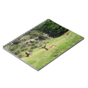 Carnet New Zealand Stags