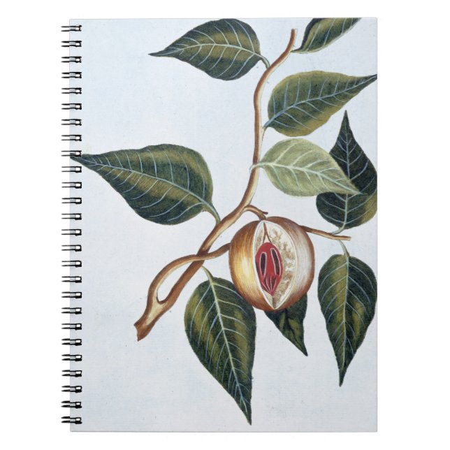 Carnet Noix de muscade, plat 7, de 'collection Precieuse (Devant)