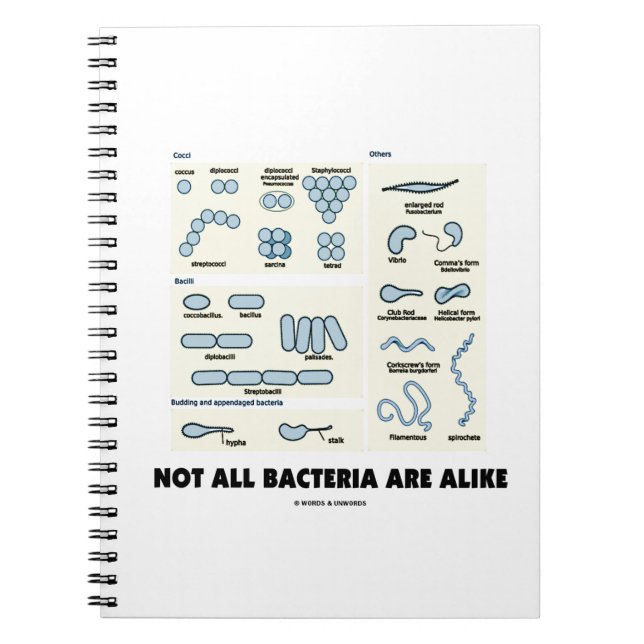 Carnet Not All Bacteria Are Alike Bacterial Morphologie (Devant)