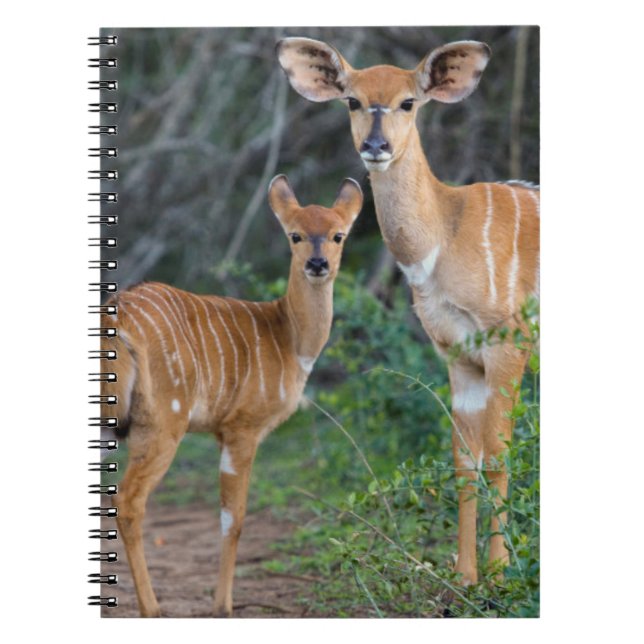 Carnet Nyala (Tragelaphus Angazii) Avec Young, Ndumo (Devant)