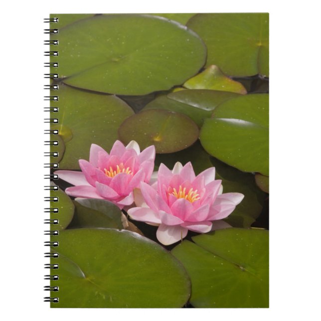 Carnet Nymphéas en fleurs (Devant)