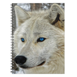 Carnet observé par bleu de loup blanc
