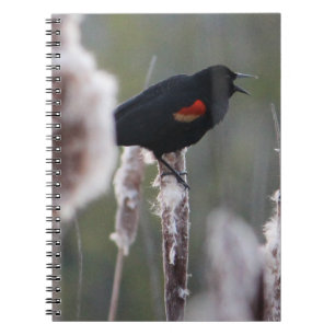 Carnet Oiseau à ailes rouges (Agelaius phoeniceus)