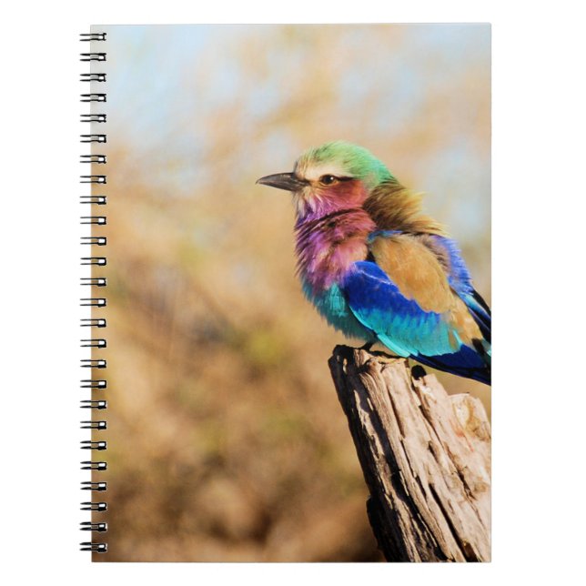Carnet Oiseau africain coloré de rouleau de (Devant)