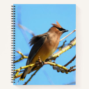Carnet Oiseau de cèdre