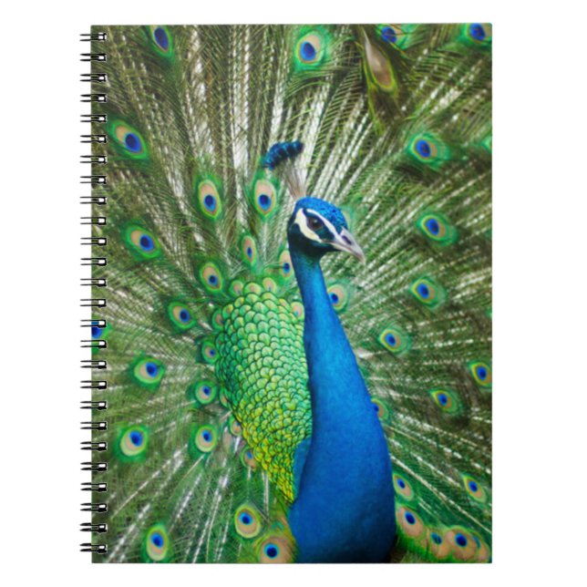 Carnet Oiseau de paon coloré (Devant)