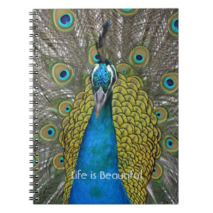 Carnet Oiseau Paon Kauai (ma photographie)