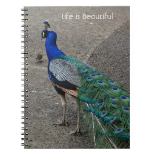 Carnet Oiseau Paon Kauai (ma photographie)