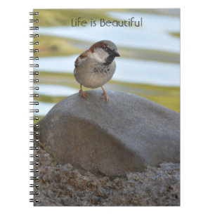 Carnet Oiseau sur Roche Kauai (ma photographie)