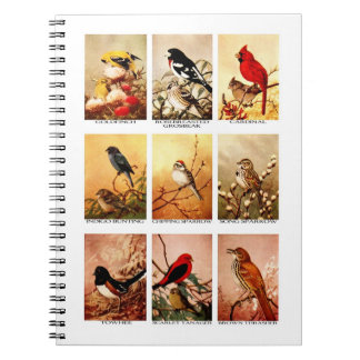 Carnet Oiseaux