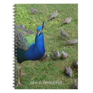 Carnet Oiseaux Paon Kauai (ma photographie)
