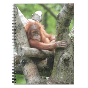 Carnet Orang-Utan