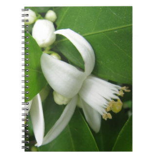 Carnet Orange Blossom