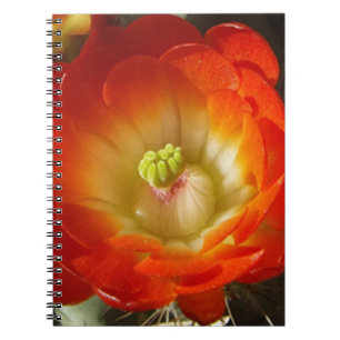 Carnet Orange-Cactus
