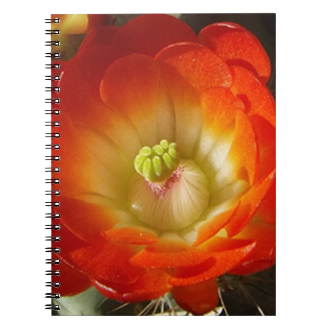 Carnet Orange-Cactus (Devant)