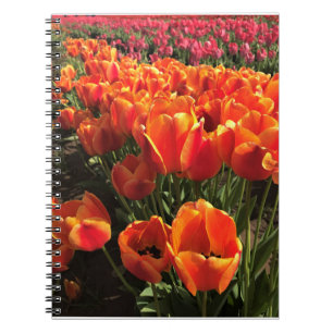 Carnet Orange & Red Tulips