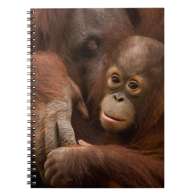 Carnet Orangutan mère et bébé au zoo (Devant)