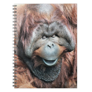 CARNET ORANGUTANS