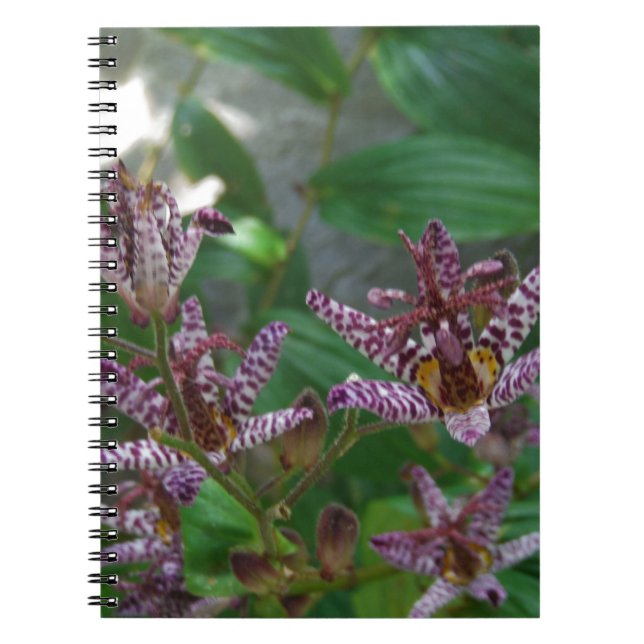 Carnet Orchidée blanche rayée violette rose comme lys de  (Devant)