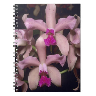 Carnet Orchidée, (Cattleya amethystoglossa), Est