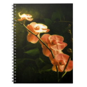 Carnet Orchidée orange