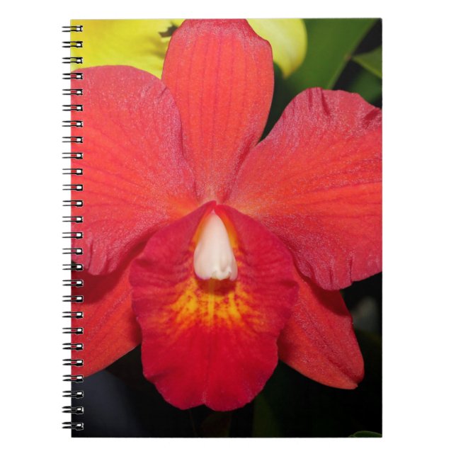 Carnet Orchidée rouge exotique (Devant)
