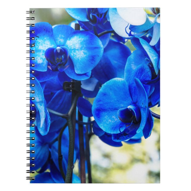 Carnet Orchidées bleues (Devant)