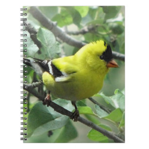 Carnet Ordinateur portable Goldfinch
