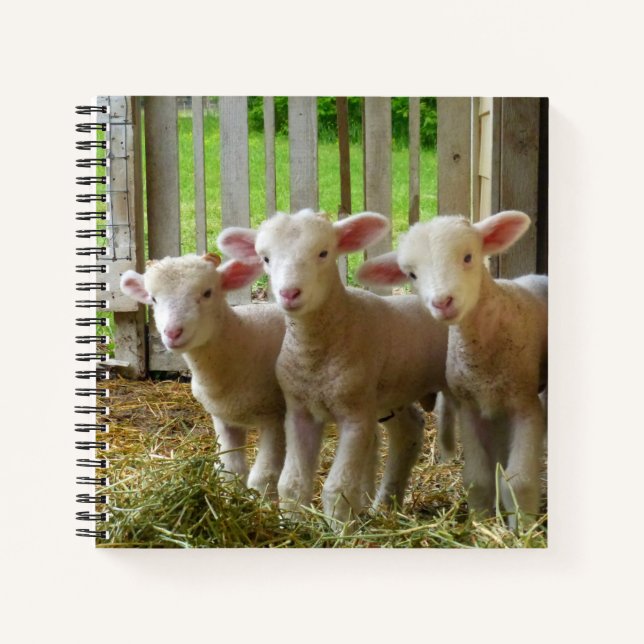 Carnet Ordinateur portable Sheep (Devant)