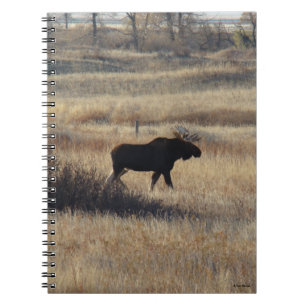 Carnet Orignal mâle et collines de sable M5