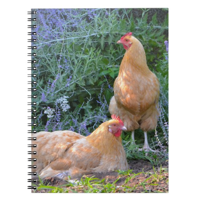 Carnet Orpington Hen (Devant)