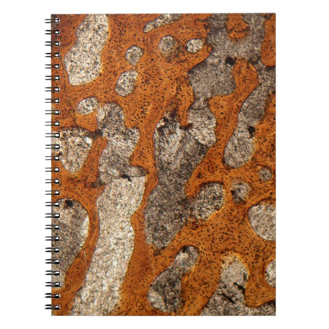 Carnet Os de dinosaure sous le microscope (Devant)