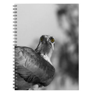 Carnet Osprey Staring down the Camera - Photo de la faune