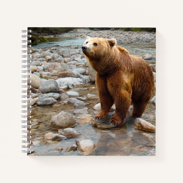 Carnet Ours Brown dans le ruisseau (Devant)