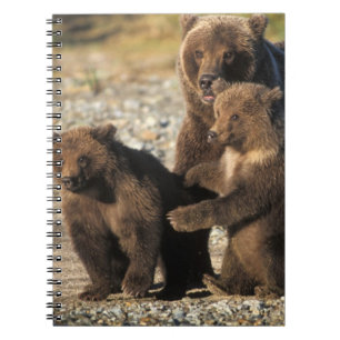 Carnet Ours brun, grizzly, truie avec ses oursons sur la 