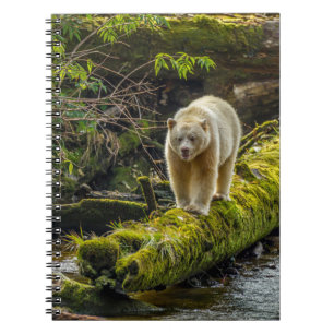Carnet Ours d'esprit blanc Colombie-Britannique, Canada