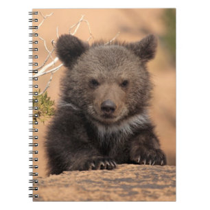 Carnet Ours gris CUB