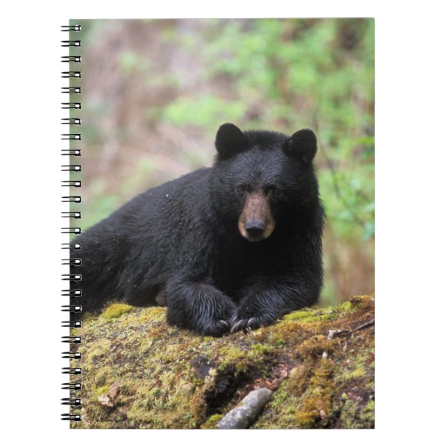 Carnet Ours noir sur une vieille bille de croissance dans (Devant)