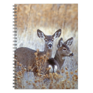 Carnet Paire de cerfs de Mule sauvage Californie