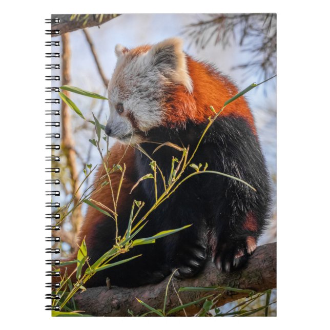 Carnet Panda rouge (Devant)