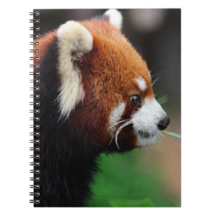 Carnet Panda rouge