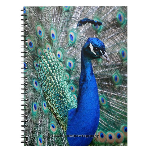 Carnet Paon (Devant)