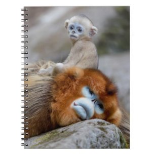 Carnet Papa singe à nez doré avec bébé
