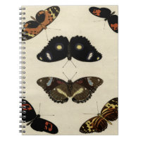 Papillon coloré Medley sur Arrière - plan de crème
