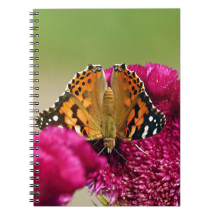 Carnet Papillon de la Dame peinte