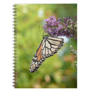 Carnet Papillon Monarque sur papillon pourpre Bush